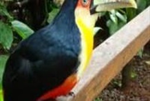 Bird Park Tour